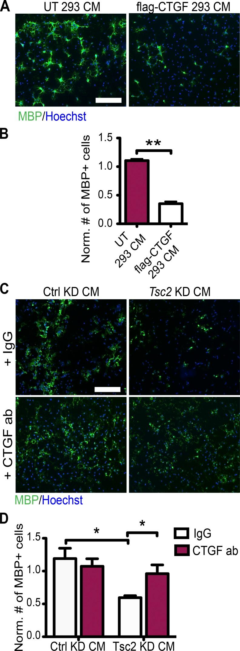 https://cdn.ncbi.nlm.nih.gov/pmc/blobs/dc8d/5339668/c2af609b588a/JEM_20160446_Fig6.jpg