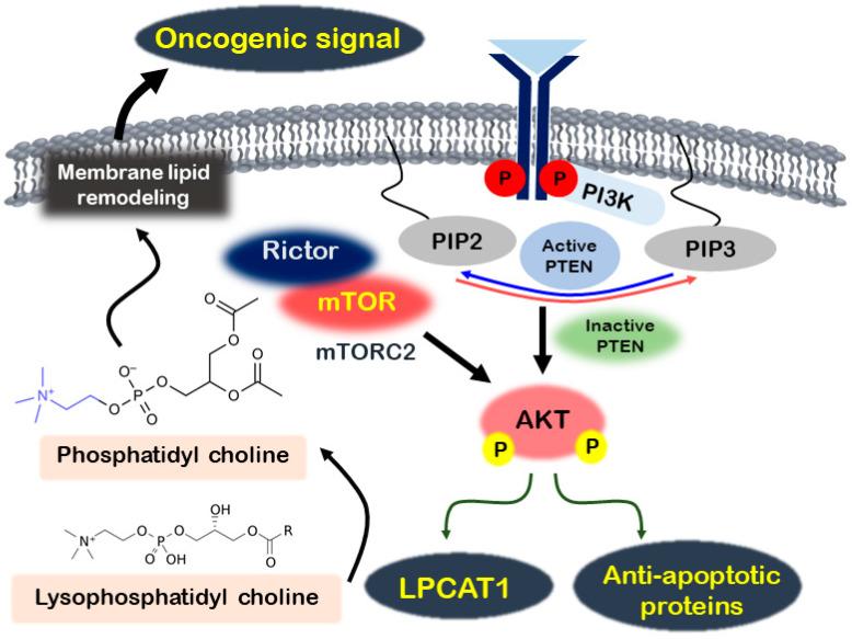 https://cdn.ncbi.nlm.nih.gov/pmc/blobs/dc8e/11205519/c5fedfb86dc1/metabolites-14-00309-g001.jpg