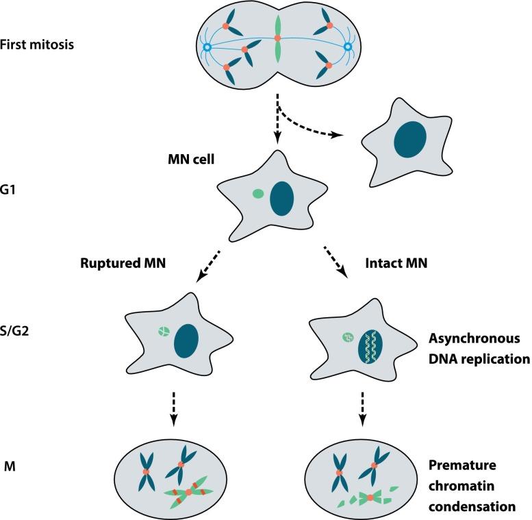 https://cdn.ncbi.nlm.nih.gov/pmc/blobs/dc90/3861665/119185517d02/2513fig6.jpg