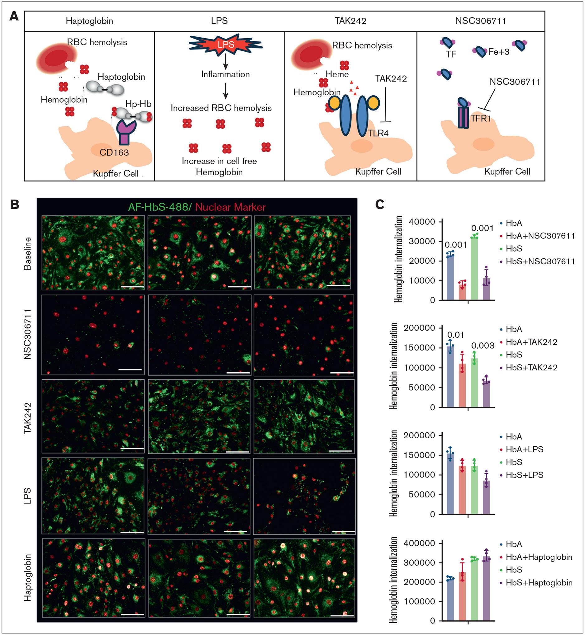 https://cdn.ncbi.nlm.nih.gov/pmc/blobs/dc91/12143466/c9cf1e1bbda7/nihms-2087008-f0004.jpg