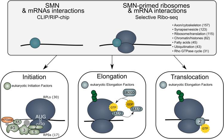 https://cdn.ncbi.nlm.nih.gov/pmc/blobs/dc94/10903476/75bb083d1ed1/BST-52-465-g0003.jpg