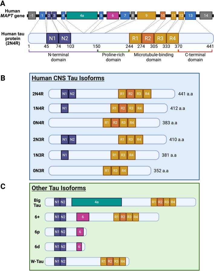 https://cdn.ncbi.nlm.nih.gov/pmc/blobs/dc94/12065185/6cd689cd218a/13024_2025_842_Fig1_HTML.jpg