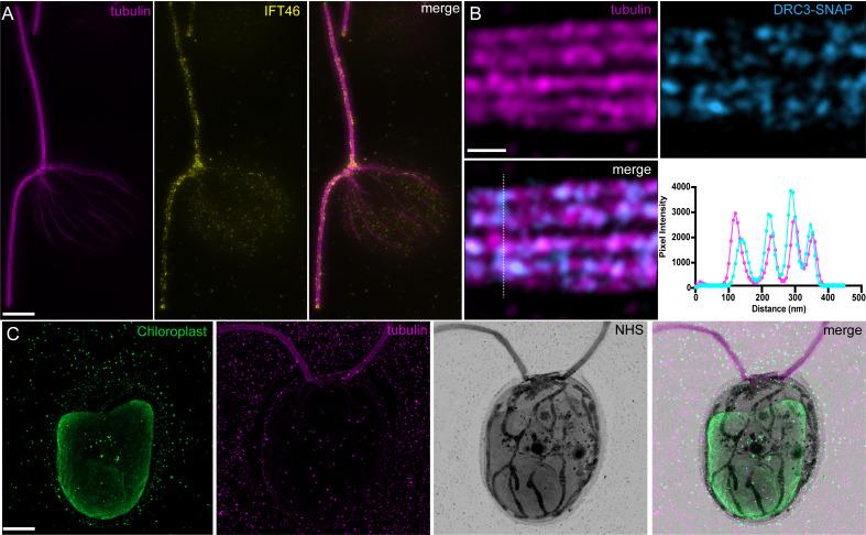 https://cdn.ncbi.nlm.nih.gov/pmc/blobs/dc95/10502176/57bd355929f5/BioProtoc-13-17-4792-g006.jpg