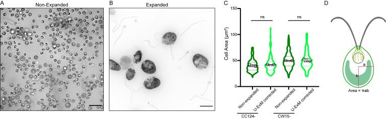 https://cdn.ncbi.nlm.nih.gov/pmc/blobs/dc95/10502176/9e2fa3cf3c2e/BioProtoc-13-17-4792-g001.jpg