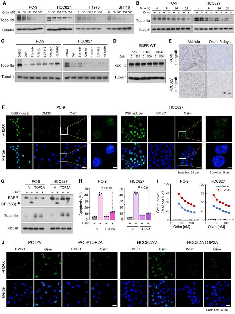 https://cdn.ncbi.nlm.nih.gov/pmc/blobs/dc96/11093598/bbafeecc1263/jci-134-172716-g100.jpg