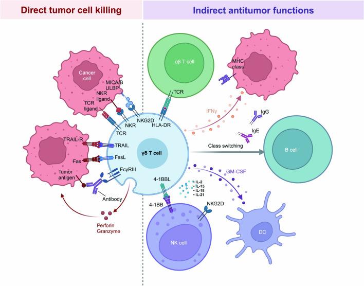 https://cdn.ncbi.nlm.nih.gov/pmc/blobs/dc98/11514856/f35fa7cd4caa/40164_2024_576_Fig4_HTML.jpg