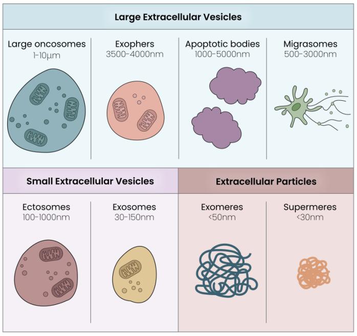 https://cdn.ncbi.nlm.nih.gov/pmc/blobs/dc9b/11011929/2a80b94065ec/cells-13-00614-g001.jpg