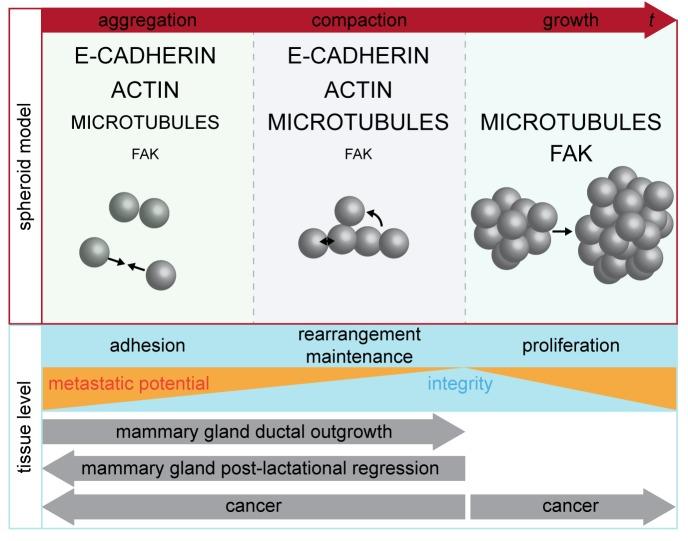 https://cdn.ncbi.nlm.nih.gov/pmc/blobs/dc9b/6361217/f098710348e9/biolopen-8-037051-g6.jpg