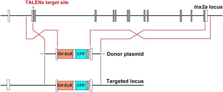 https://cdn.ncbi.nlm.nih.gov/pmc/blobs/dc9c/5375128/15d7ec52661a/pone.0172802.g001.jpg