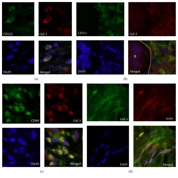 https://cdn.ncbi.nlm.nih.gov/pmc/blobs/dc9d/5448067/ea87fbcd6435/PRI2017-9312142.003.jpg