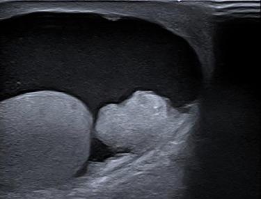 https://cdn.ncbi.nlm.nih.gov/pmc/blobs/dca2/6822535/b88d9ccda71f/rjz270f4.jpg