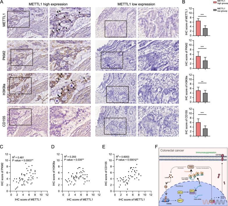 https://cdn.ncbi.nlm.nih.gov/pmc/blobs/dcb3/11686999/403d7104d9df/12967_2024_5991_Fig7_HTML.jpg