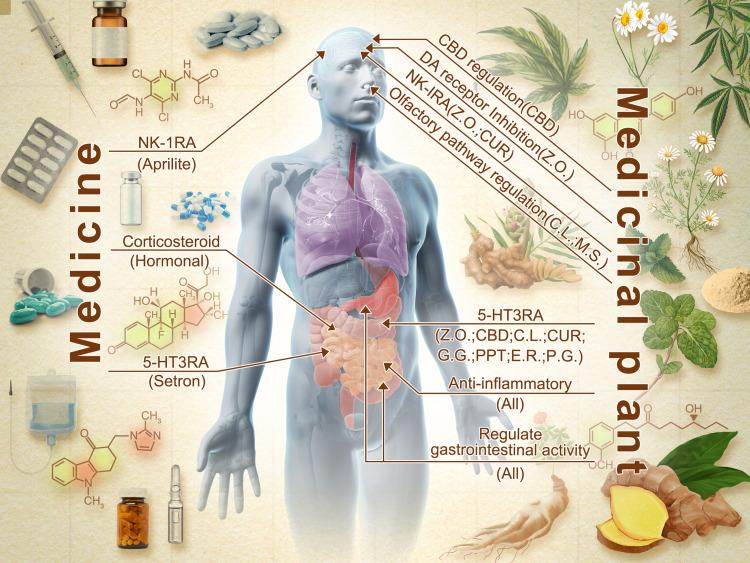 https://cdn.ncbi.nlm.nih.gov/pmc/blobs/dcb5/12325115/1e16aa9e6521/TCRM-21-1187-g0002.jpg