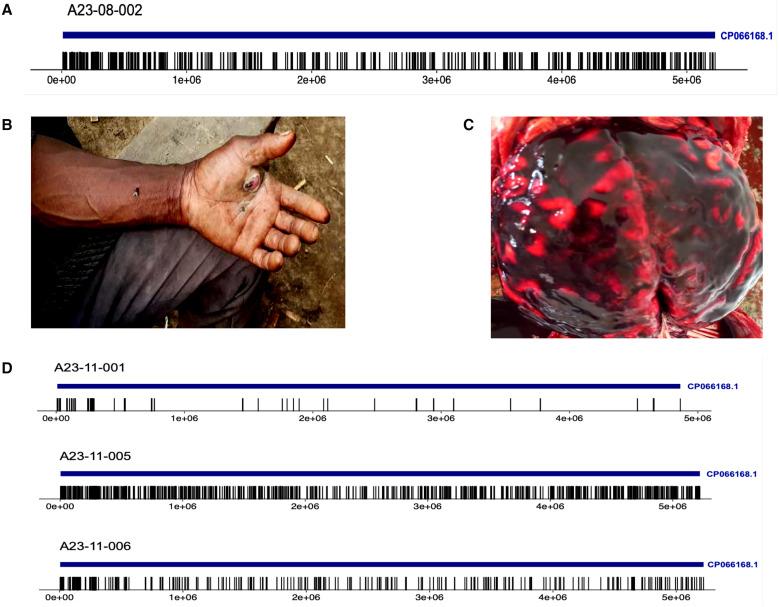 https://cdn.ncbi.nlm.nih.gov/pmc/blobs/dcb7/11965767/d632433ac3c3/ajtmh.24-0489f2.jpg