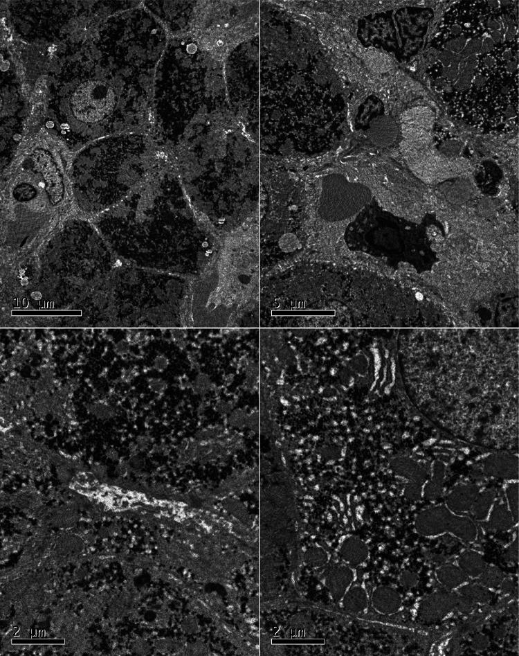 https://cdn.ncbi.nlm.nih.gov/pmc/blobs/dcbc/9852885/d4626edea55a/fped-10-990729-g002.jpg