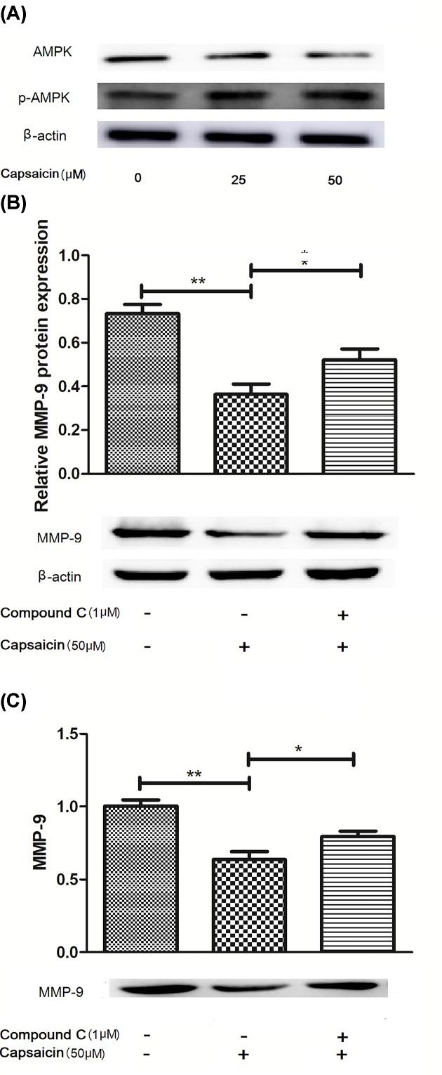https://cdn.ncbi.nlm.nih.gov/pmc/blobs/dcc6/6682549/93cd27efe2e4/bsr-39-bsr20190819-g3.jpg
