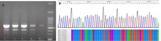 https://cdn.ncbi.nlm.nih.gov/pmc/blobs/dccd/6311483/2fe383a330e5/OAMJMS-6-2277-g003.jpg