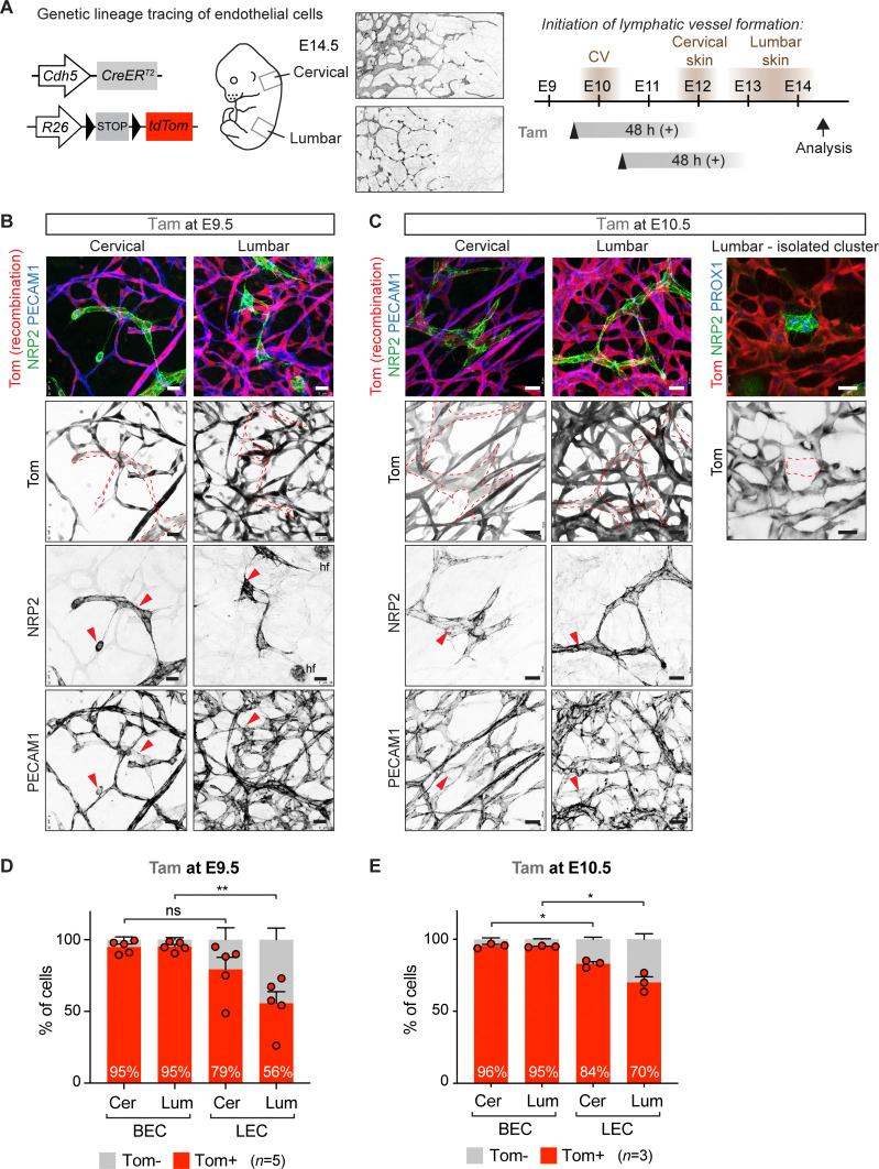 https://cdn.ncbi.nlm.nih.gov/pmc/blobs/dccf/9375154/39a4905bc216/LSA-2022-01561_Fig1.jpg