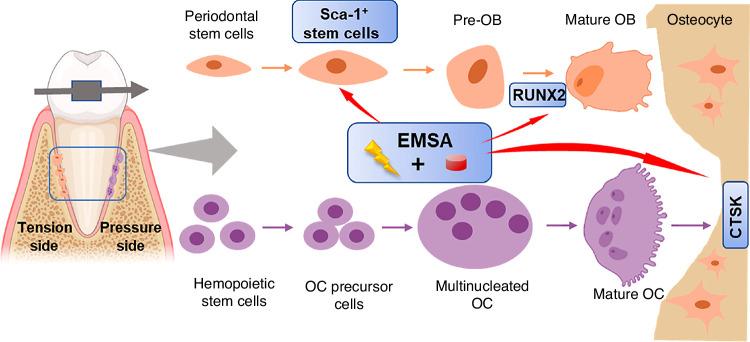 https://cdn.ncbi.nlm.nih.gov/pmc/blobs/dcd0/11291511/0f0660b407d9/41368_2024_319_Fig5_HTML.jpg