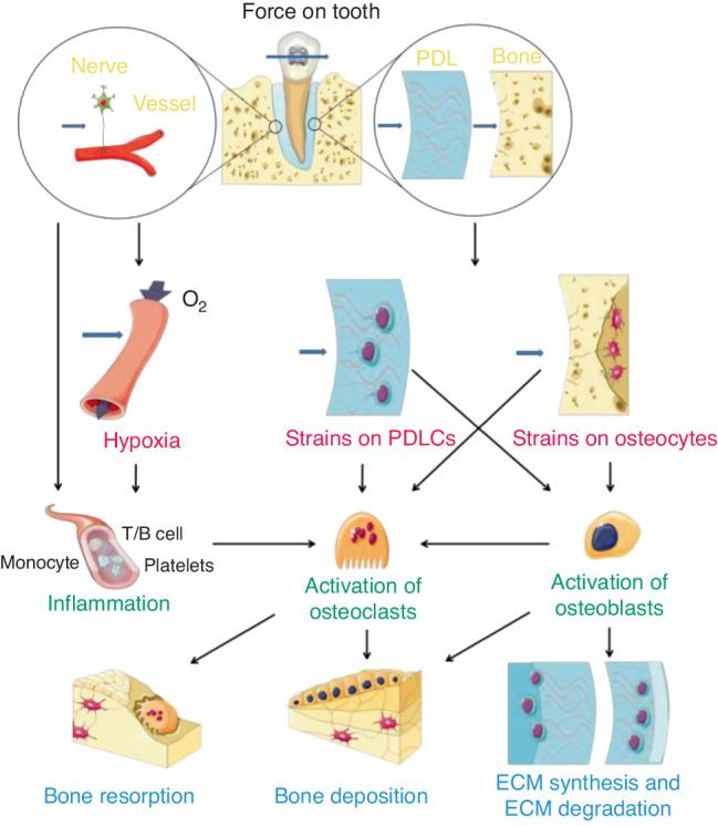 https://cdn.ncbi.nlm.nih.gov/pmc/blobs/dcd0/11291511/bb0a96d2de32/41368_2024_319_Fig3_HTML.jpg