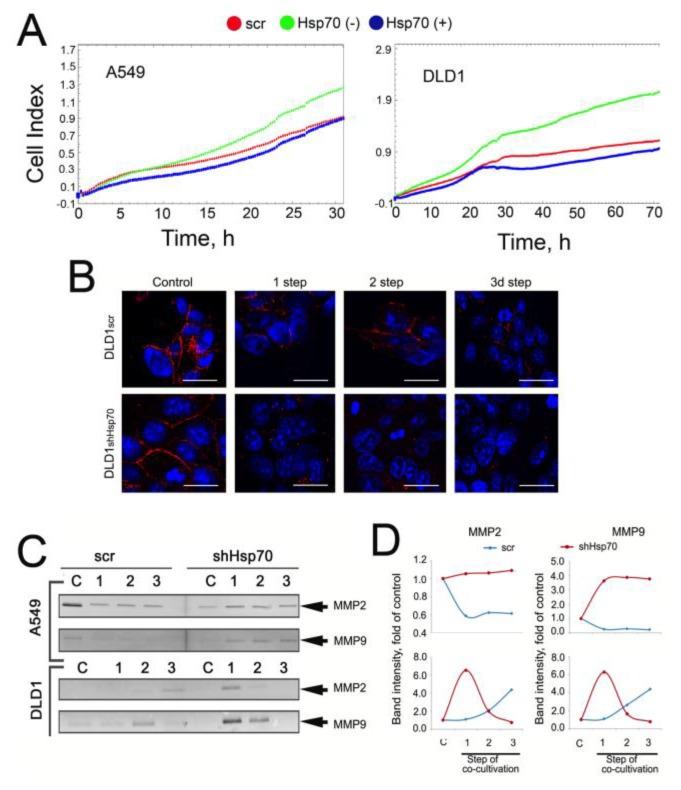 https://cdn.ncbi.nlm.nih.gov/pmc/blobs/dcd0/6982218/5b42c1d6bb7c/ijms-21-00059-g005.jpg