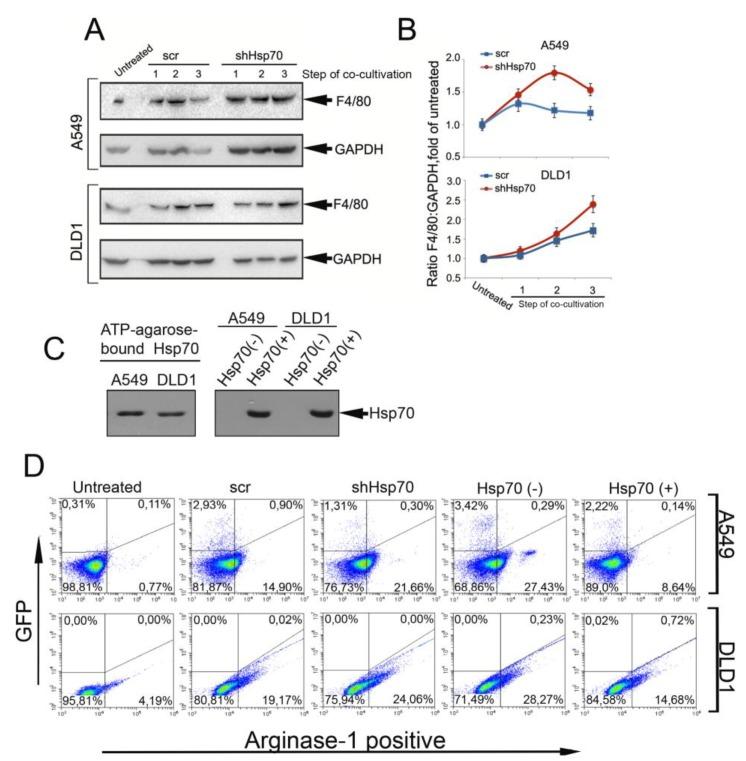 https://cdn.ncbi.nlm.nih.gov/pmc/blobs/dcd0/6982218/b00de6ceb7f3/ijms-21-00059-g003.jpg