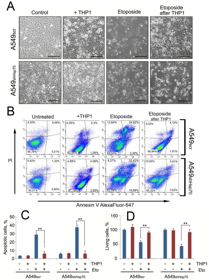 https://cdn.ncbi.nlm.nih.gov/pmc/blobs/dcd0/6982218/cfe567f94750/ijms-21-00059-g006.jpg