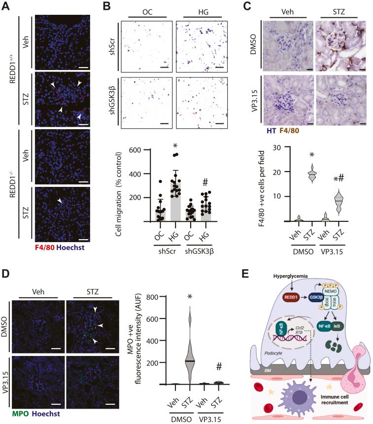 https://cdn.ncbi.nlm.nih.gov/pmc/blobs/dcd3/11904504/2b58dd7a8e61/gr5.jpg