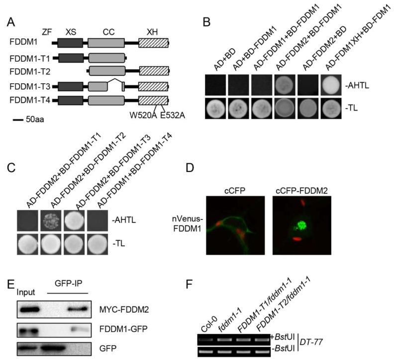 https://cdn.ncbi.nlm.nih.gov/pmc/blobs/dcd5/8872474/37b2cdce60f0/genes-13-00339-g003.jpg