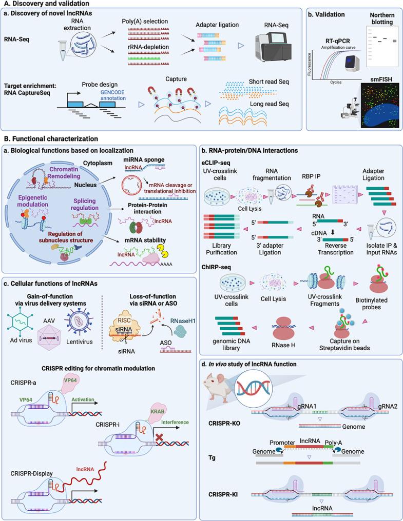 https://cdn.ncbi.nlm.nih.gov/pmc/blobs/dcd6/11271017/40068aec7176/12933_2024_2327_Fig2_HTML.jpg