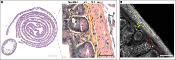 https://cdn.ncbi.nlm.nih.gov/pmc/blobs/dcd6/9948619/6a60f68accb1/fnana-16-1070062-g001.jpg