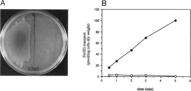 https://cdn.ncbi.nlm.nih.gov/pmc/blobs/dcd9/206225/5346c47924a3/jbacter00079-0226-a.jpg