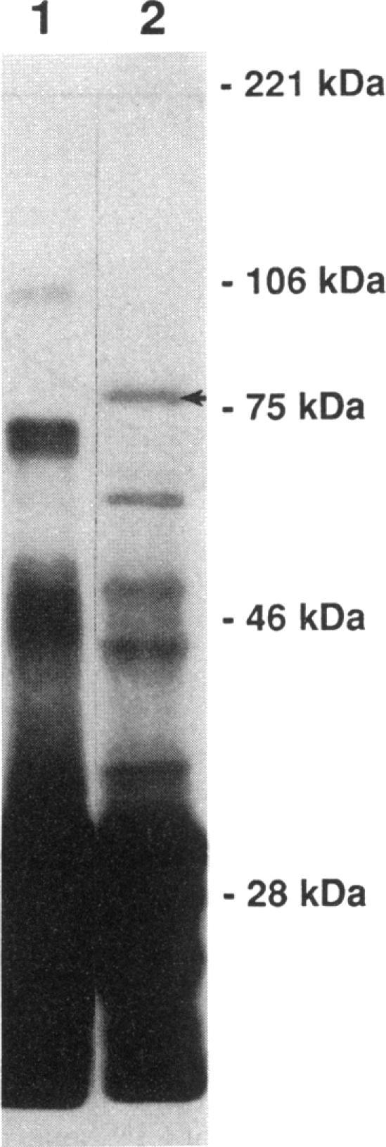 https://cdn.ncbi.nlm.nih.gov/pmc/blobs/dcd9/206225/e74dfaa77c34/jbacter00079-0230-a.jpg