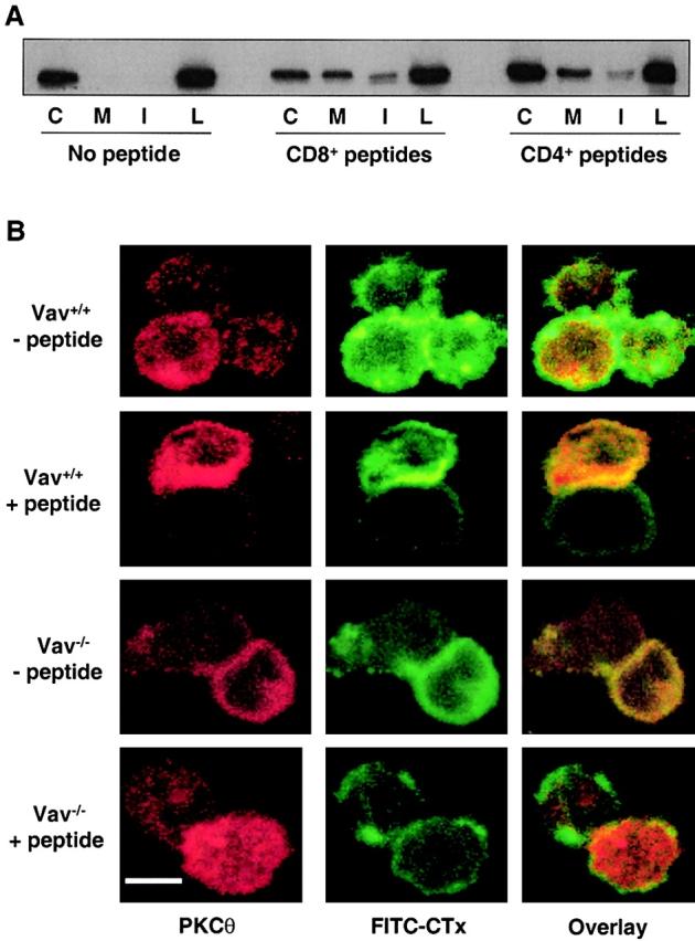 https://cdn.ncbi.nlm.nih.gov/pmc/blobs/dcde/2150846/9a12bf838268/0107080f1.jpg