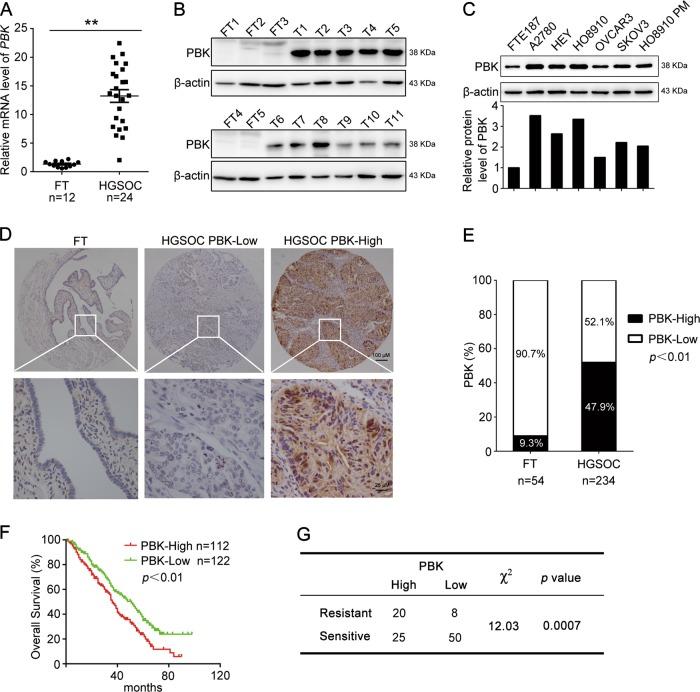 https://cdn.ncbi.nlm.nih.gov/pmc/blobs/dce1/6379381/46a9062d1e72/41419_2019_1415_Fig1_HTML.jpg
