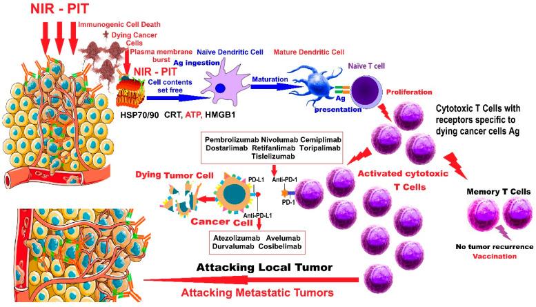 https://cdn.ncbi.nlm.nih.gov/pmc/blobs/dce5/12196017/45eea3d4bcda/pharmaceutics-17-00716-g001.jpg