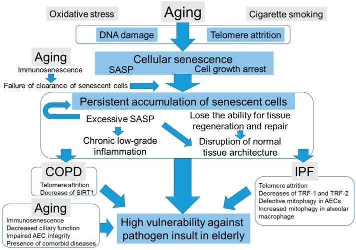 https://cdn.ncbi.nlm.nih.gov/pmc/blobs/dce6/5372519/9aa122bd7973/ijms-18-00503-g001.jpg