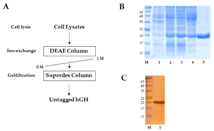 https://cdn.ncbi.nlm.nih.gov/pmc/blobs/dce6/8230561/6c1d97b92dec/ijms-22-06268-g003.jpg