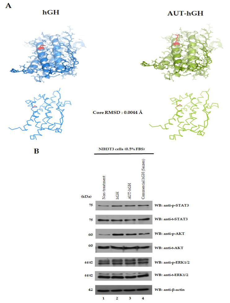 https://cdn.ncbi.nlm.nih.gov/pmc/blobs/dce6/8230561/7f542e1fd866/ijms-22-06268-g004.jpg