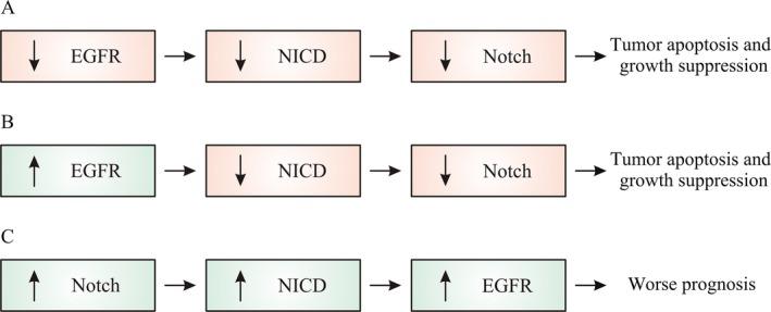 https://cdn.ncbi.nlm.nih.gov/pmc/blobs/dcea/5224843/fcf7ac24960c/CAM4-5-3572-g002.jpg