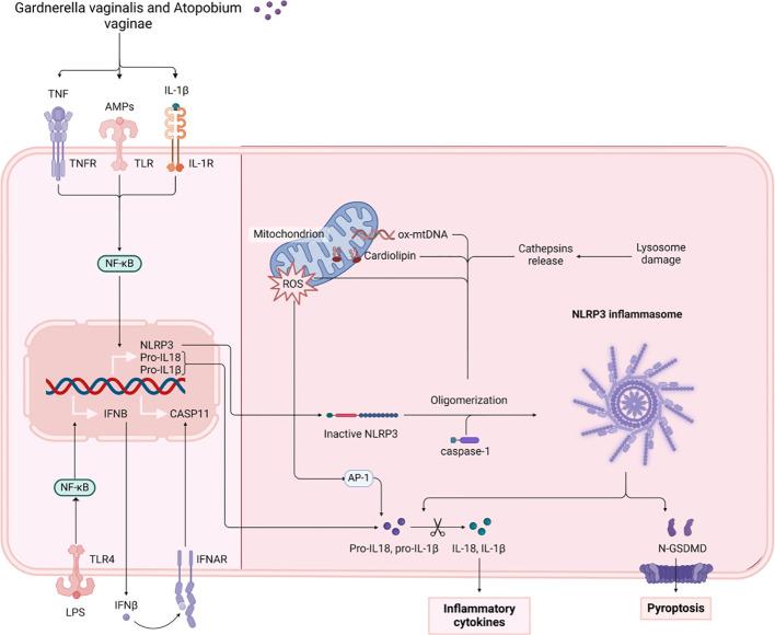 https://cdn.ncbi.nlm.nih.gov/pmc/blobs/dceb/12391055/26203e463a86/fimmu-16-1642942-g002.jpg
