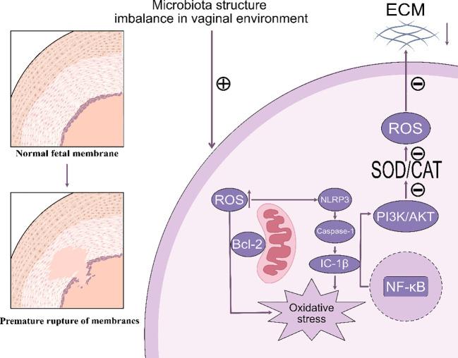 https://cdn.ncbi.nlm.nih.gov/pmc/blobs/dceb/12391055/ce44617f0b32/fimmu-16-1642942-g001.jpg
