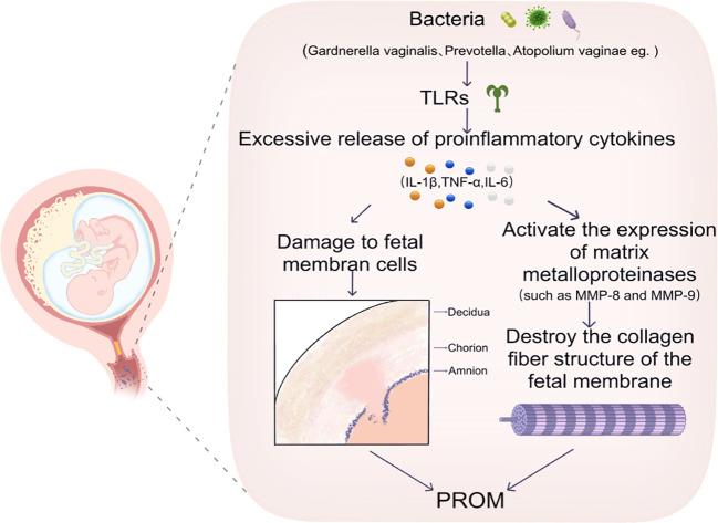 https://cdn.ncbi.nlm.nih.gov/pmc/blobs/dceb/12391055/f00b3c032c7b/fimmu-16-1642942-g003.jpg