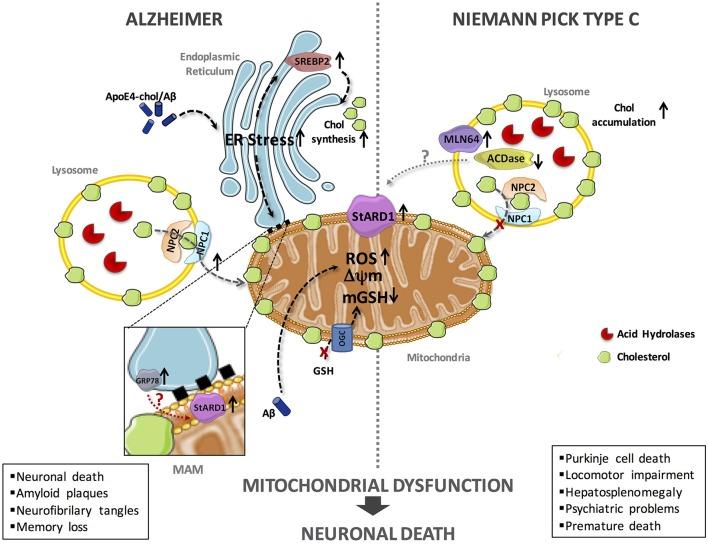https://cdn.ncbi.nlm.nih.gov/pmc/blobs/dceb/6854033/eb107b363fe9/fneur-10-01168-g0001.jpg