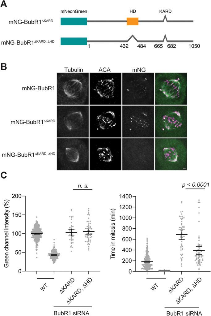 https://cdn.ncbi.nlm.nih.gov/pmc/blobs/dcfa/9582629/0ac0df92e702/mbc-33-br16-g005.jpg