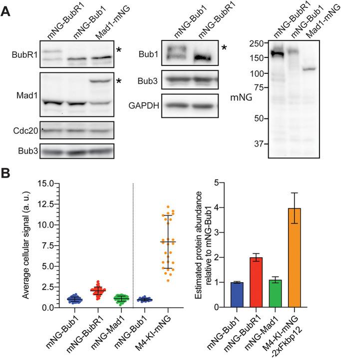 https://cdn.ncbi.nlm.nih.gov/pmc/blobs/dcfa/9582629/cf15a31704fc/mbc-33-br16-g004.jpg