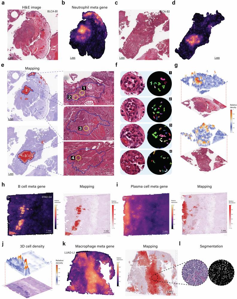 https://cdn.ncbi.nlm.nih.gov/pmc/blobs/dcfb/11344794/6fedaf51094c/41467_2024_51708_Fig4_HTML.jpg