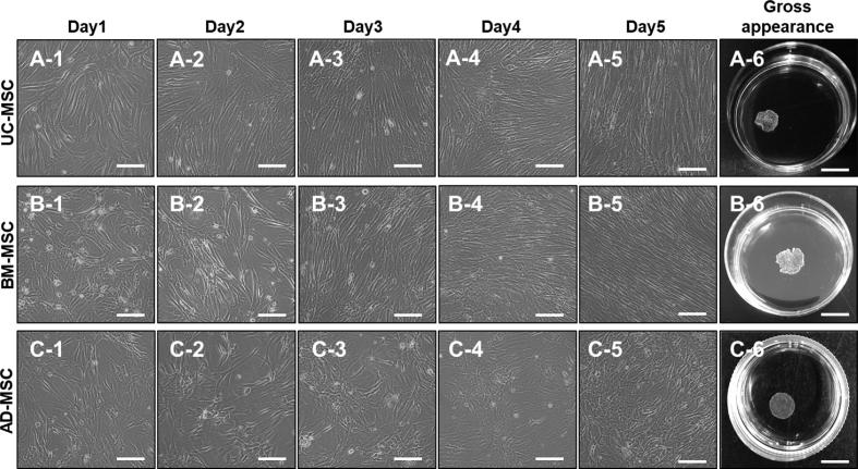 https://cdn.ncbi.nlm.nih.gov/pmc/blobs/dcff/6517796/1c7fd47942ee/gr3.jpg