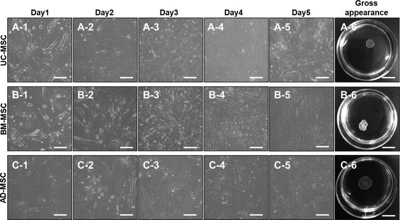 https://cdn.ncbi.nlm.nih.gov/pmc/blobs/dcff/6517796/c824a93cac5a/gr2.jpg