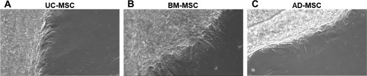 https://cdn.ncbi.nlm.nih.gov/pmc/blobs/dcff/6517796/fdd8468328f6/gr6.jpg